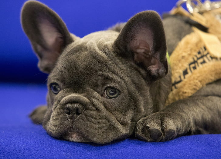 French bulldog, blue english pug puppy, eyes, muzzle, dog, French bulldog, bulldog, HD wallpaper