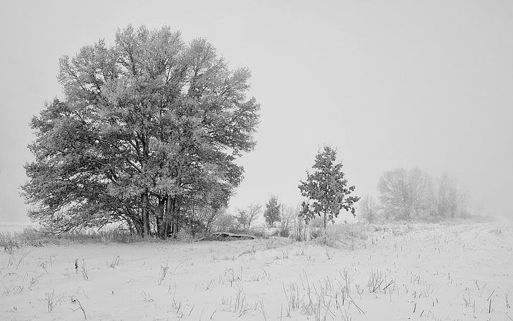albero coperto di neve, natura, neve, alberi, Sfondo HD