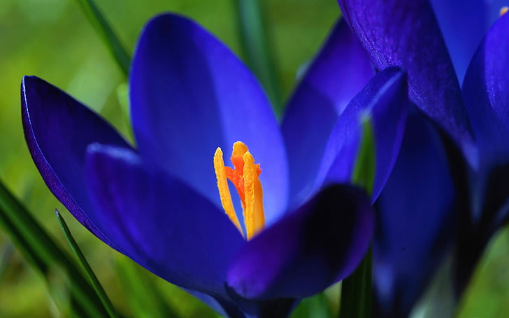Blue crocus macro-Spring Flowers HD Wallpaper, HD wallpaper