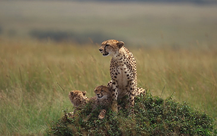 Cheetah Family-photography HD wallpaper, three leopards, HD wallpaper