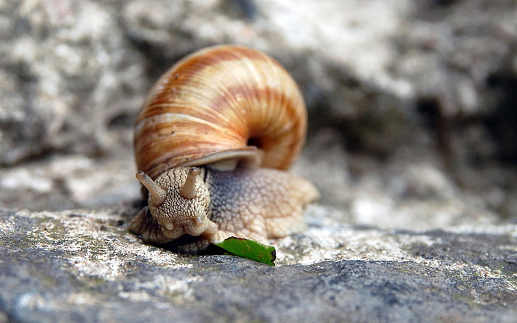 brown snail, snail, shell, stone, horns, HD wallpaper