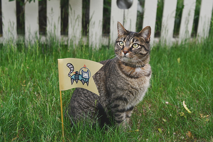 brown tabby cat, cat, small flag, grass, HD wallpaper