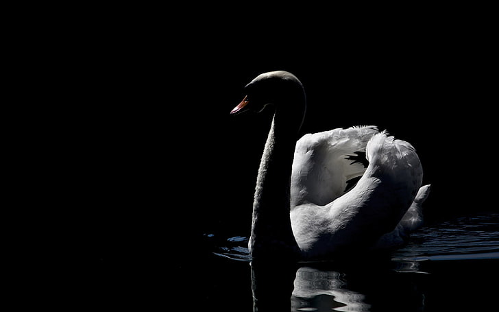 Beautiful, bird, black, Bw, Swan, white, HD wallpaper