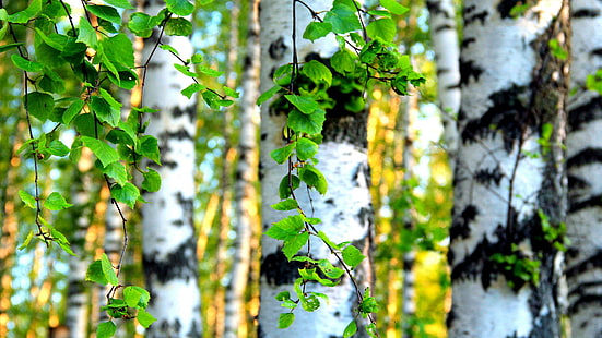 Birch forest, green leaves, nature, 3840x2160, leaf, tree, forest, birch, HD wallpaper HD wallpaper