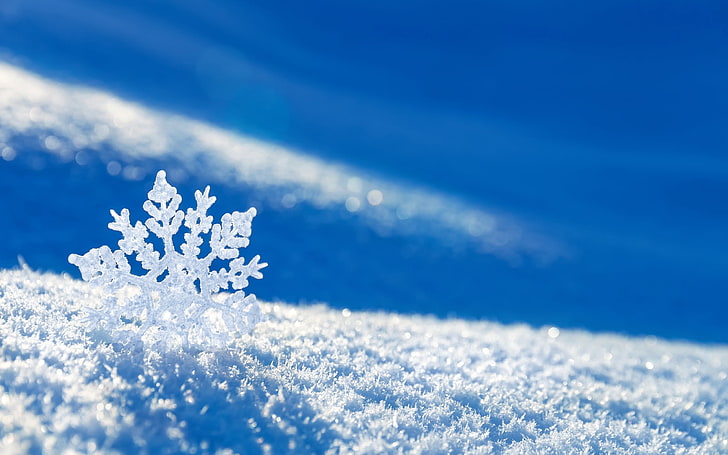 white flower, snow, snowflake, winter, HD wallpaper