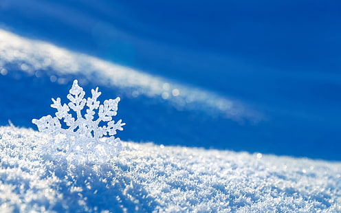 weiße Blume, Schnee, Schneeflocke, Winter, HD-Hintergrundbild HD wallpaper