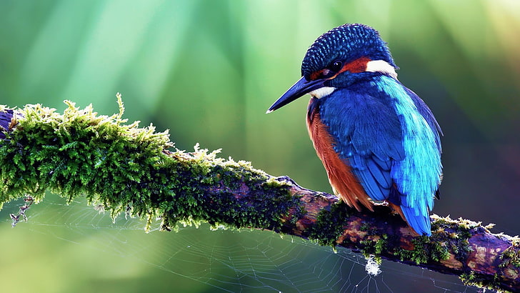 niebieski i pomarańczowy ptak z krótkim dziobem, ptak, ptak tropikalny, kolor, drzewo, siedzieć, Tapety HD