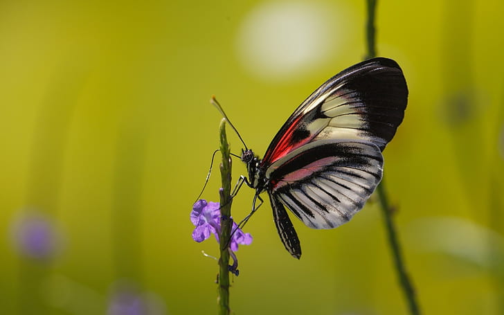Śliczny motyl, motyle, Tapety HD