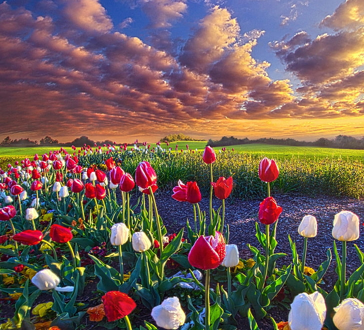 red-and-white tulip flowers, spring, flowers, tulips, field, grass, clouds, nature, landscape, HD wallpaper