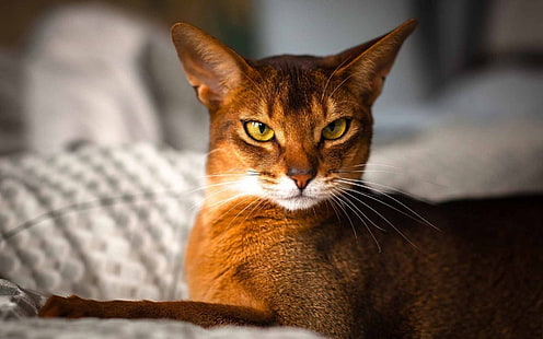 Красивая абиссинская кошка, абиссинская, великолепная, HD обои HD wallpaper