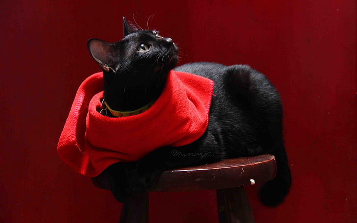 Cat with Red Scarf, scarf, HD wallpaper
