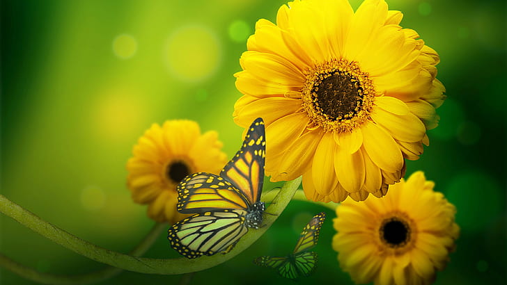 Butterfly On Yellow Flowers Hd Wallpaper Download For Mobile, HD wallpaper