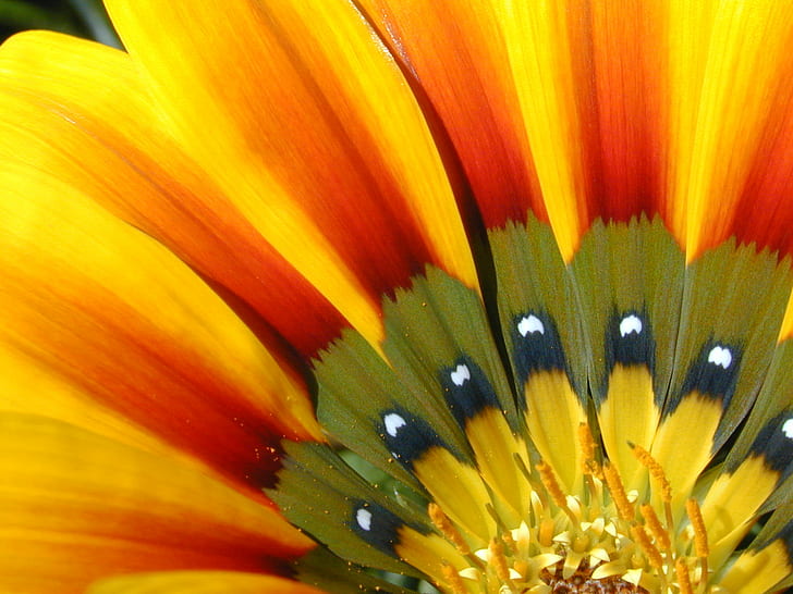close up photo of sunflower, gazania, gazania, Quarter, Gazania, close up, photo, sunflower, flower, stock, stripe, Menlo Park, wow, Bayfront Park, California, Catchy, Colors, nature, close-up, yellow, macro, plant, HD wallpaper
