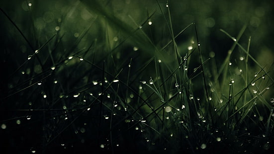 Green Nature Rain Grass Water Drops wide Mobile, drops, grass, green, mobile, nature, rain, wide, water, HD tapet HD wallpaper