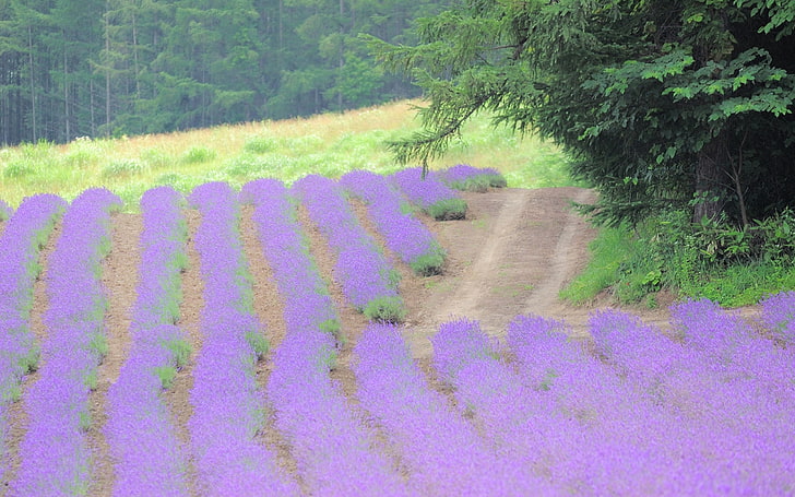 purple flower field, flowers, field, grass, trees, HD wallpaper