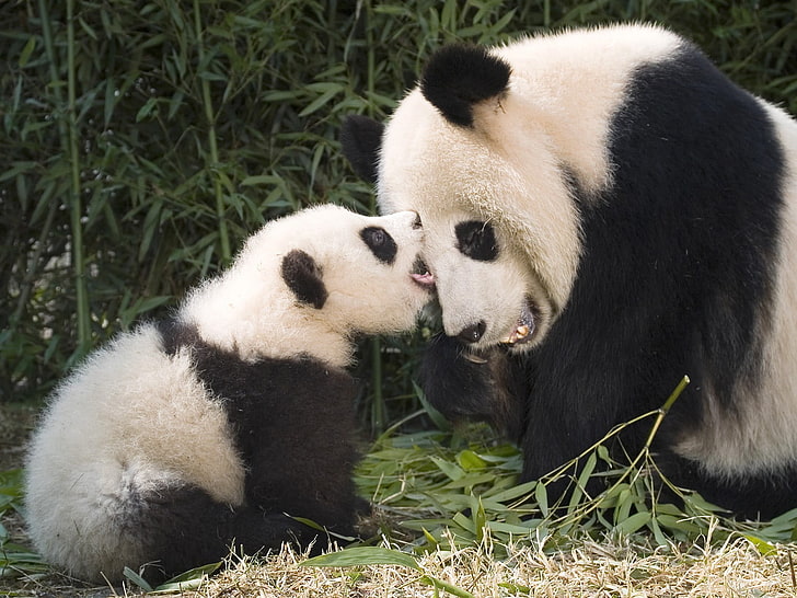 weißer und schwarzer Welpe des sibirischen Huskys, Tiere, Panda, Tierbabys, HD-Hintergrundbild