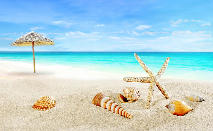 sand, sea, beach, shore, shell, summer, blue, paradise, starfish, seashells, HD wallpaper