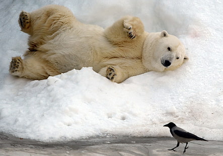 Eisbären, Schnee, Tiere, Bären, Vögel, HD-Hintergrundbild HD wallpaper