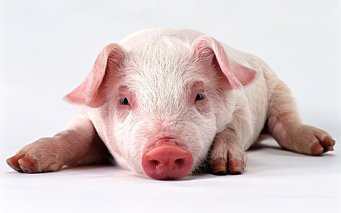 Schweine, HD-Hintergrundbild HD wallpaper