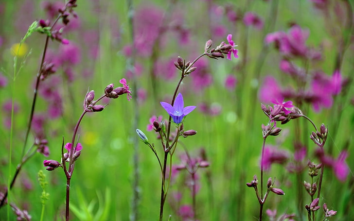 fotografia superficiale di fiori viola, fiori, piante, primavera, natura, fiori viola, fiori di campo, Sfondo HD