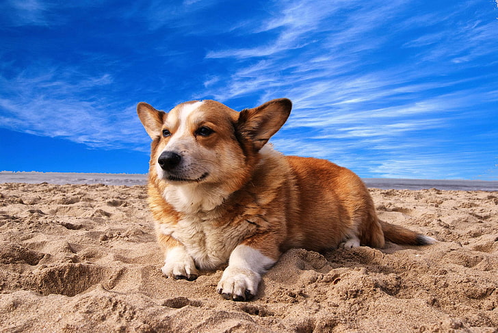 animal, beach, canine, corgi, cute, dog, outdoors, pet, sand, HD wallpaper