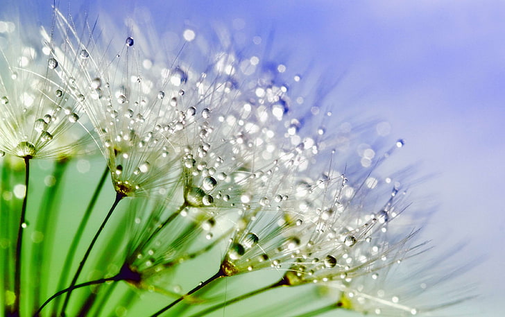 beautiful, blur, close up, colors, dandelion seeds, dandelions, dew, dewdrops, drops of water, environment, flora, flowers, grass, green, growth, macro photography, nature, outdoors, plants, seeds, sparkle, water, wat, HD wallpaper