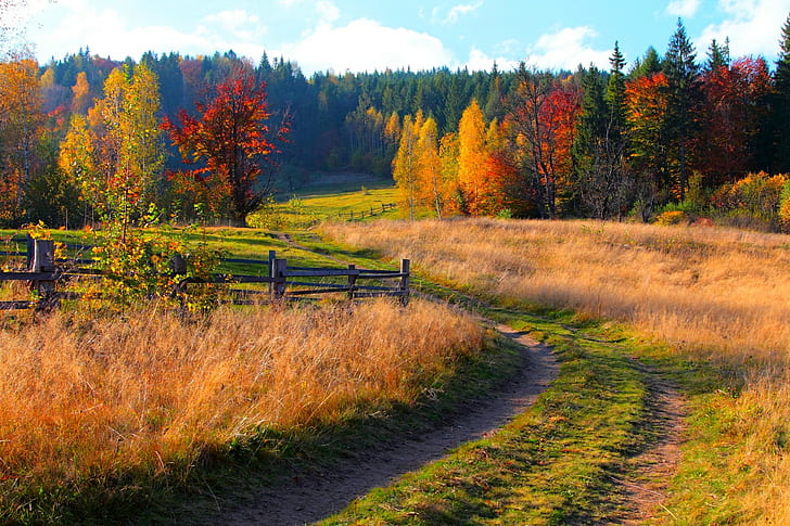 Красочный парк с деревьями, коричневый и зеленый путь, Природа, лес, деревья, горы, трава, листья, красочные, дорога, путь, осень, осень, цвета, прогулка, HD обои