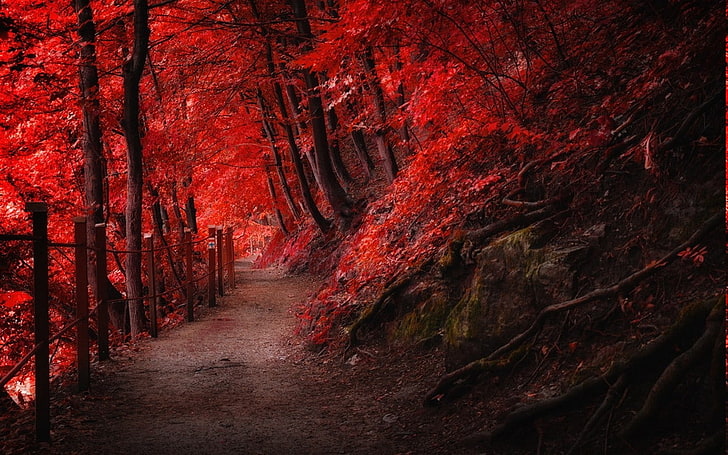 Fall, fence, forest, landscape, mountain, nature, path, red, roots, Trees, HD wallpaper