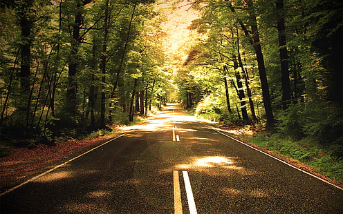 Man Made, Road, Forest, Nature, Sunny, HD tapet HD wallpaper