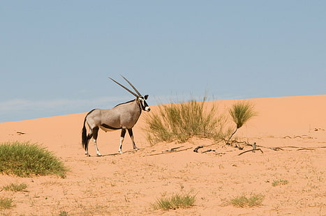 сива и черна антилопа върху кафяв пясък, gemsbok, gemsbok, Gemsbok, сив, черен, антилопа, кафяв, пясък, Kalahari, Kgalagadi, Южна Африка, дивеч, дива природа, природа, Африка, животно, животни в дивата природа, пустиня, бозайник , сафари Животни, Намибия, Дива зона, HD тапет HD wallpaper