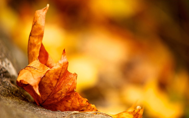 brown leaf, leaf, maple, autumn, dry, HD wallpaper