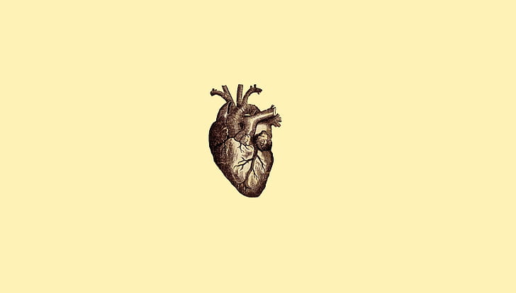 simple background, simple, minimalism, drawing, heart, veins, anatomy, medicine, digital art, HD wallpaper