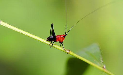 Small Grasshopper Macro, black and red cricket, Animals, Insects, Small, Macro, Grasshopper, HD wallpaper HD wallpaper