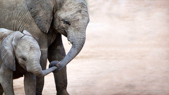 Ibu dan Bayi Gajah, Kruger N.P., Afrika Selatan, Hewan, Wallpaper HD HD wallpaper