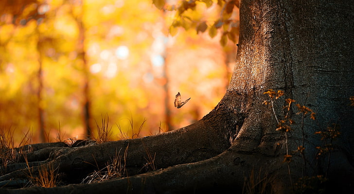Tronco, brown and black butterfly, Seasons, Autumn, Butterflies, Nature, Tree, Golden, Fall, tronco, HD wallpaper