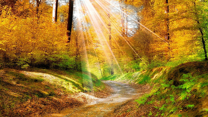 las, stromy, żółty las, promień słońca, jesień, liście, ścieżka, słonecznie, słońce, światło słoneczne, Tapety HD