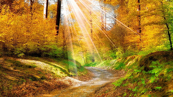 غابة، stromy، غابة صفراء، أشعة الشمس، الخريف، أوراق الشجر، مسار، مشمس، أشعة الشمس، ضوء الشمس، خلفية HD HD wallpaper