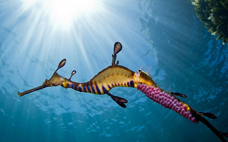 animali, sott'acqua, cavallucci marini, luce solare, Sfondo HD