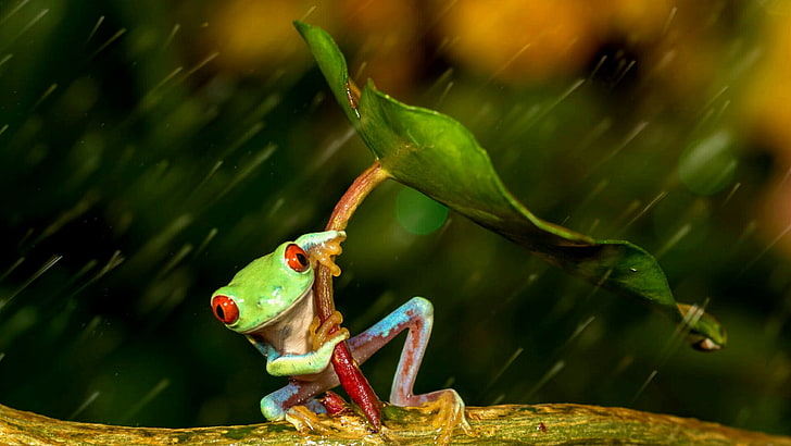สัตว์, กบ, หยด, ฝนตก, ฝน, วันที่ฝนตก, ฝนตก, ใบไม้, กบต้นไม้ตาแดง, agalychnis callidryas, ฉลาด, ร่ม, วอลล์เปเปอร์ HD