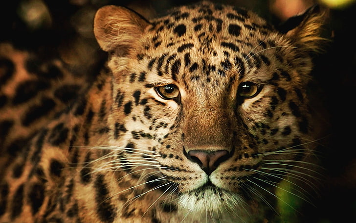 svart och brun gepard, leopard, ansikte, näsa, fläckig, HD tapet
