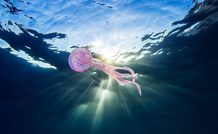 สัตว์ใต้น้ำธรรมชาติทะเลแมงกะพรุน, วอลล์เปเปอร์ HD