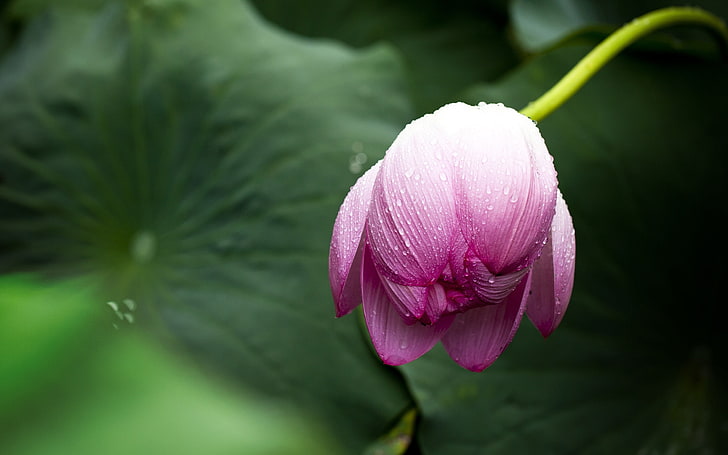 Blüte Blume rosa Lotusblume HD Wallpaper, HD-Hintergrundbild