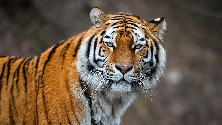 tiger, wildlife, mammal, terrestrial animal, whiskers, big cat, siberian tiger, HD wallpaper