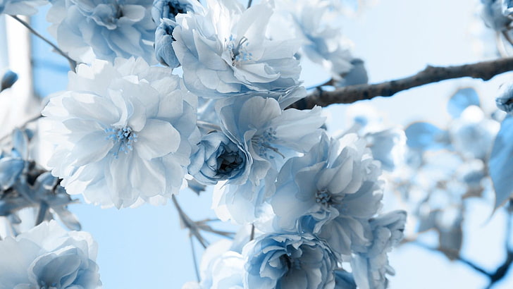 fiori bianchi, ramo, ramoscelli, ramoscello, fiori, Sfondo HD