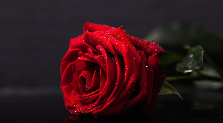 Valentines Day Red Rose, red rose flower, Holidays, Valentine's Day, Dark, Drops, Nature, Flower, Spring, Portrait, Love, Black, Rose, Table, Water, Object, Plant, Fresh, Single, Concept, Closeup, Studio, botany, lowkey, valentinesday, shallowdepthoffield, selectivefocus, shallowdof, shallowfocus, slate, HD wallpaper