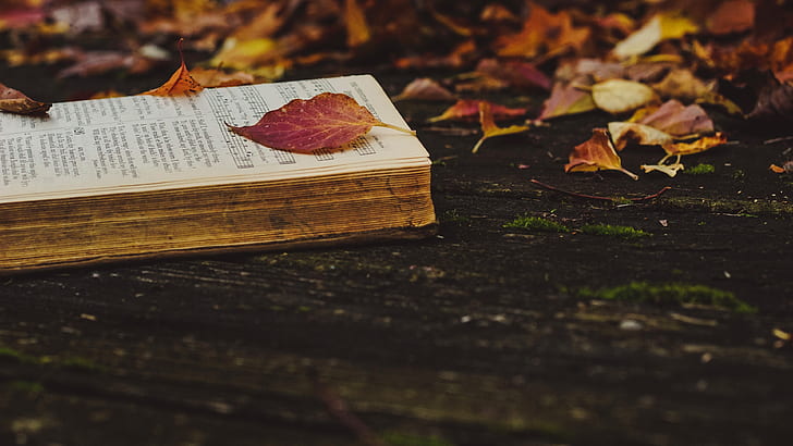 autumn, leaves, nature, notes, the dark background, Board, yellow, red, book, falling leaves, old, fallen, autumn leaves, Songbook, HD wallpaper