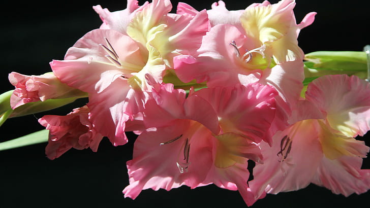 글라디올러스, 분홍색과 흰색 꽃잎의 꽃, 꽃, 3840x2160, 글라디올러스, HD 배경 화면