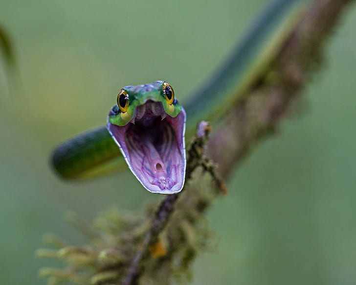 fotografi fokus selektif ular hijau, bayan, bayan, alam, hewan, margasatwa, amfibi, Warna hijau, katak, close-up, Hutan hujan tropis, Wallpaper HD