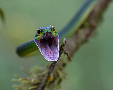 фотография със селективен фокус на зелена змия, папагал, папагал, природа, животно, дива природа, земноводни, зелен цвят, жаба, едър план, тропическа дъждовна гора, HD тапет HD wallpaper