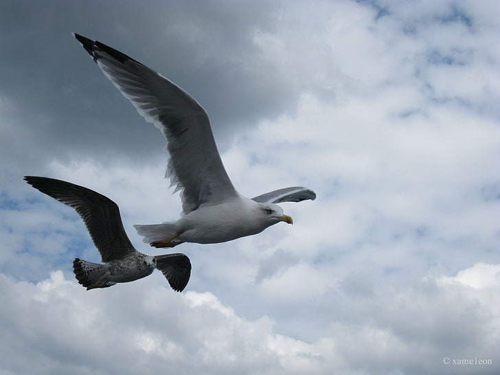 두 개의 흰 새, 하늘, 갈매기, 비행, HD 배경 화면